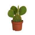 Opuntia microdasys, schijfcactus met witte haartjes, 12 cm, plant in pot