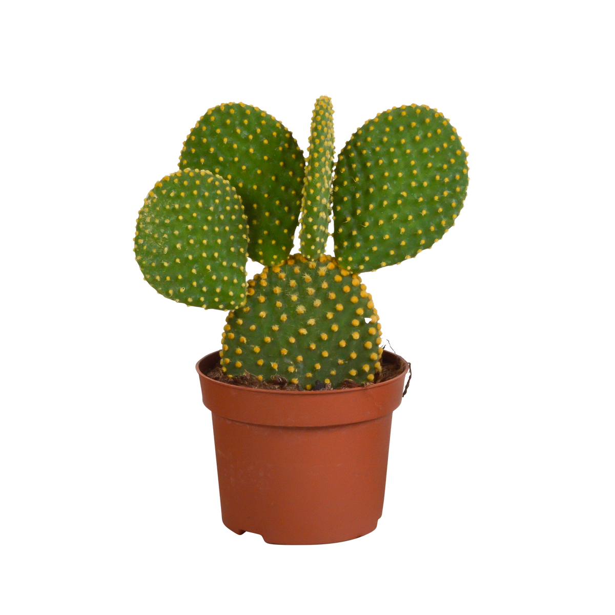 Opuntia microdasys, schijfcactus met witte haartjes, 12 cm, plant in pot