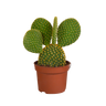 Opuntia microdasys, schijfcactus met witte haartjes, 12 cm