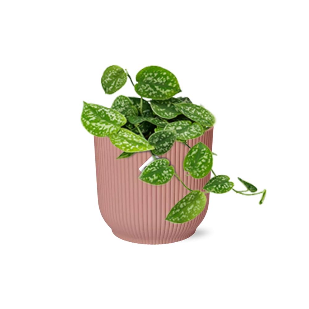 Detailfoto van Scindapsus Pictus ‘Argyraeus’ in ELHO Vibes Fold 14cm roze