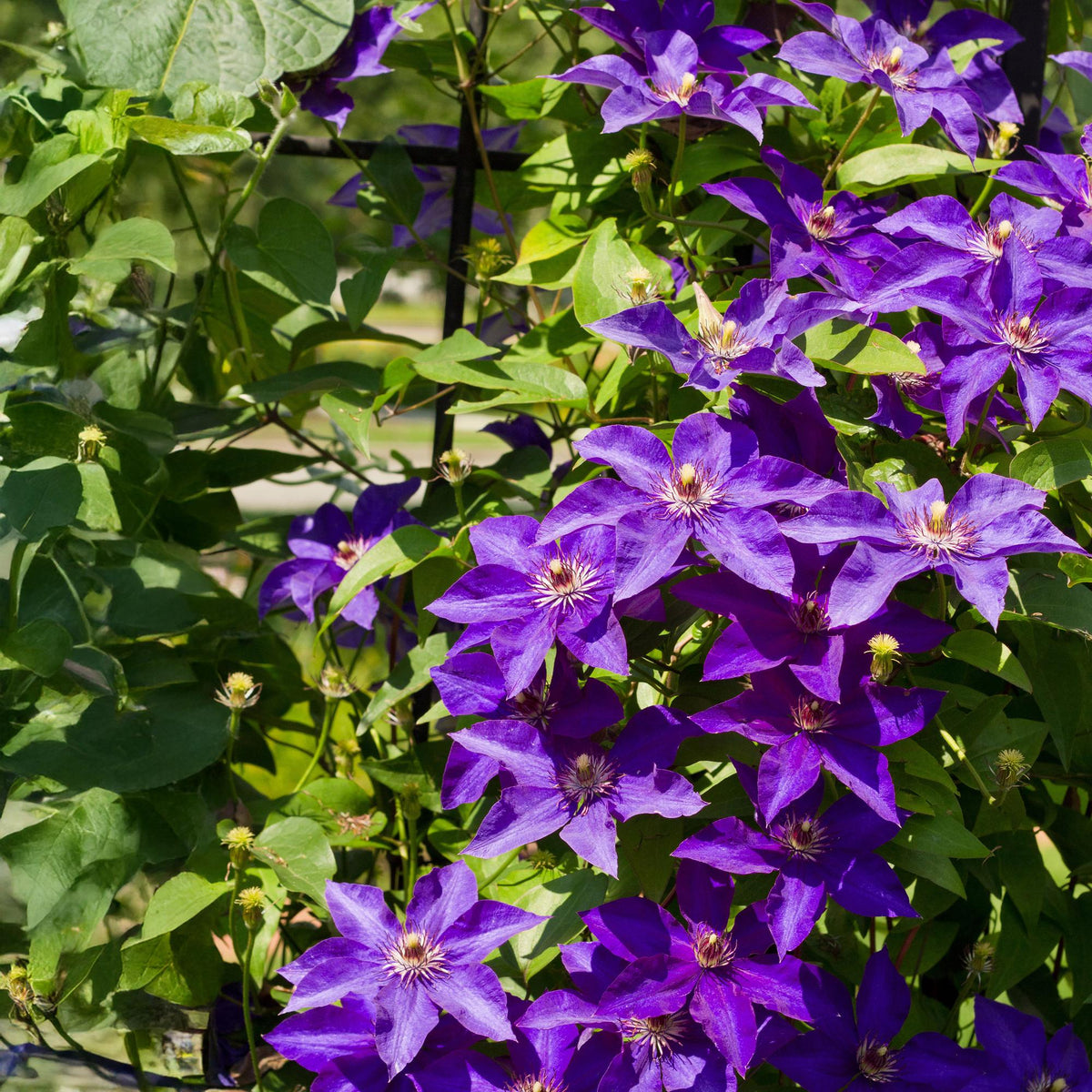 Productafbeelding van Pureplant