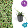 48x Cotoneaster pr. 'Queen of Carpets'