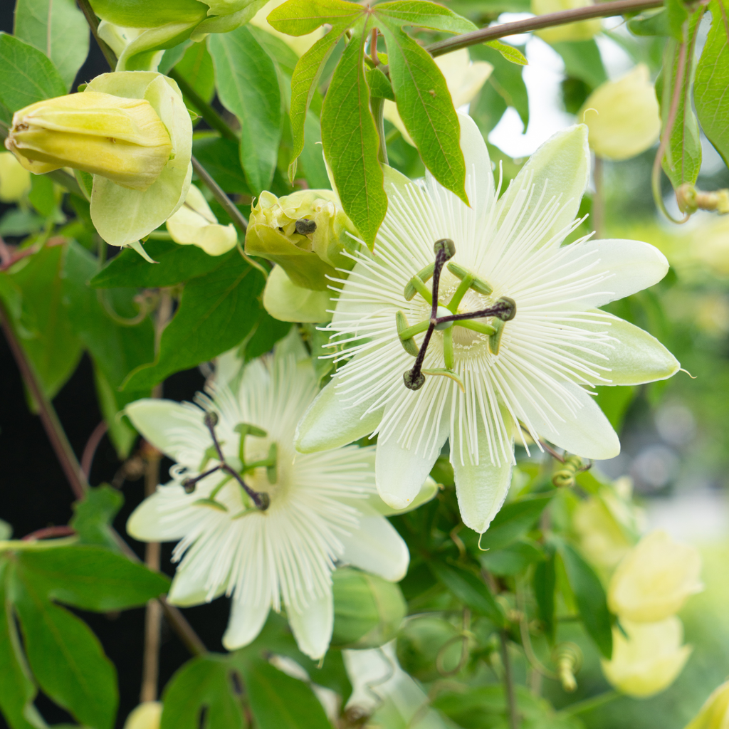 Witte passiebloem 'Constance Elliott', P9 pot, gezonde plant voor binnen of in de tuin