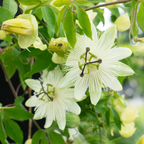 Witte passiebloem 'Constance Elliott', P9 pot, gezonde plant voor binnen of in de tuin