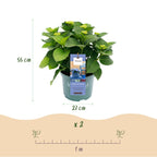 Hortensia Hydrangea Magical Revolution Blue, groene bladeren