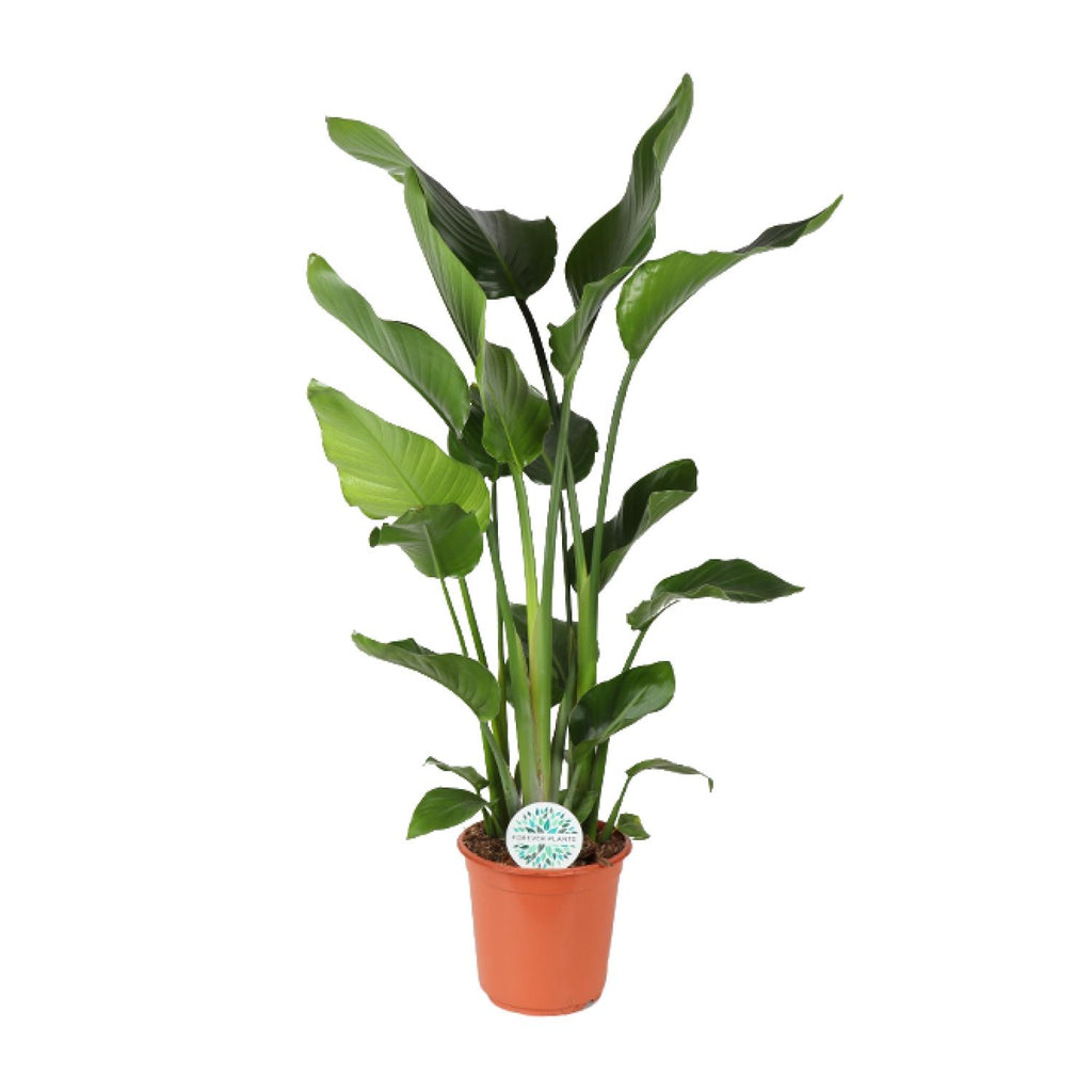 Productfoto van Strelitzia Nicolai