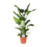 Strelitzia Nicolai