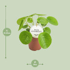 Detailfoto van Pilea Peperomioides