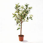 Olijfboom in pot, detail van het blad