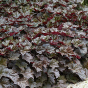 Heuchera mic. &