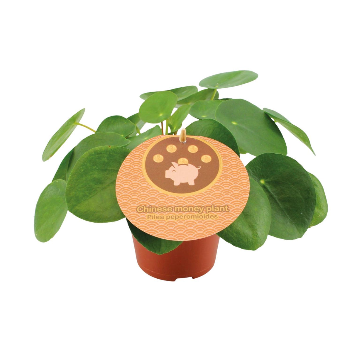 Productfoto van Pilea Peperomioides
