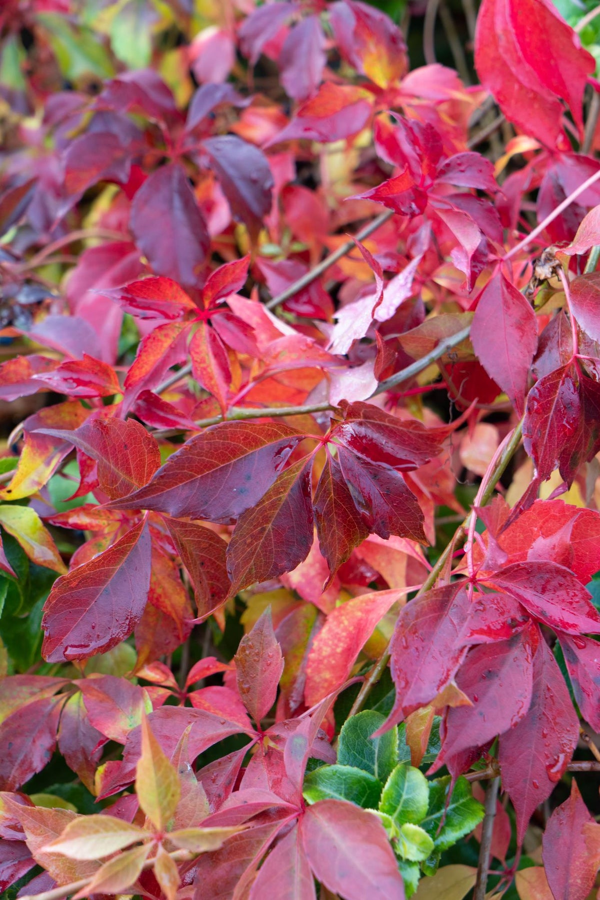 Productfoto van Parthenocissus henryana - Chinese Wilde Wingerd