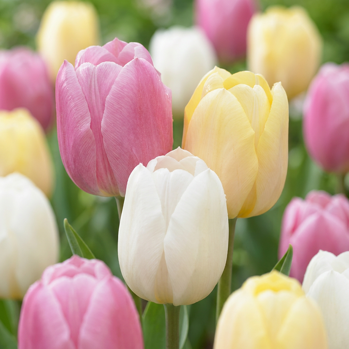 Tulp Sorbet mix bloembollen