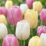 Tulp Sorbet mix bloembollen