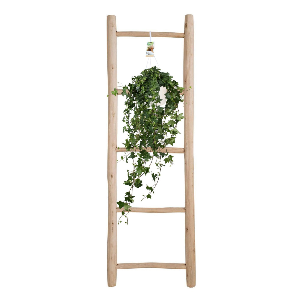 Detailfoto van Hedera Helix Pitsburg - Hang/XXL