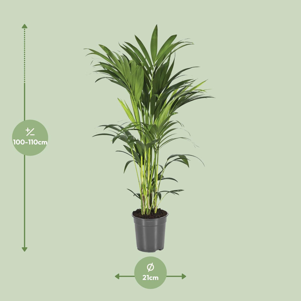 Detailfoto van Howea Forsteriana