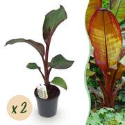 Bananenplant Ensete ventricosum Maurelli, 40 cm hoog