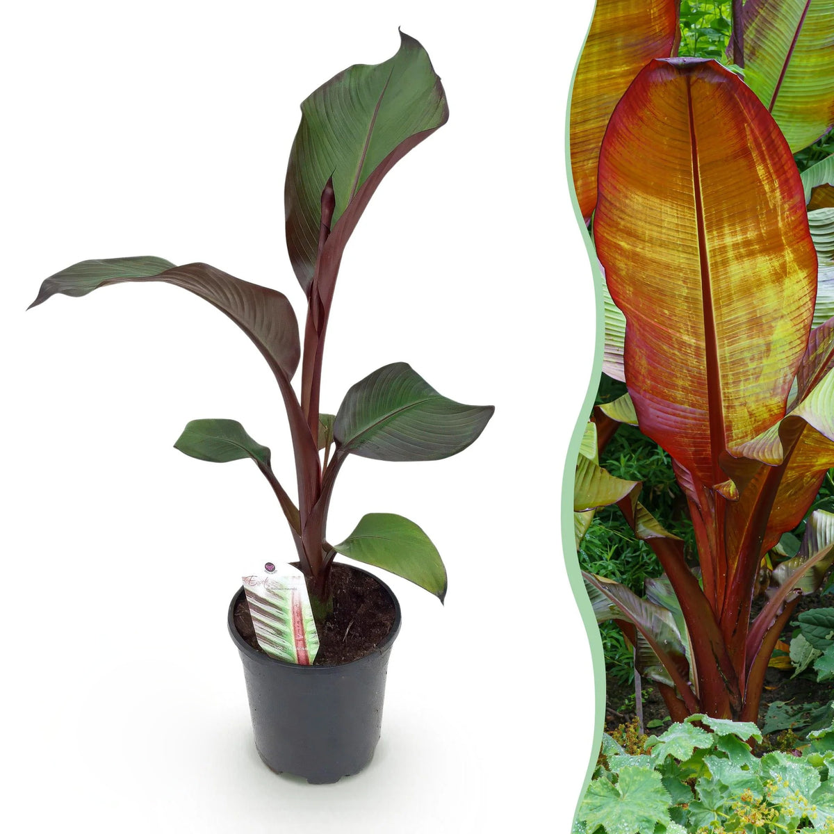 Bananenplant Ensete ventricosum Maurelli, 40 cm hoog, groeiwijze van de plant