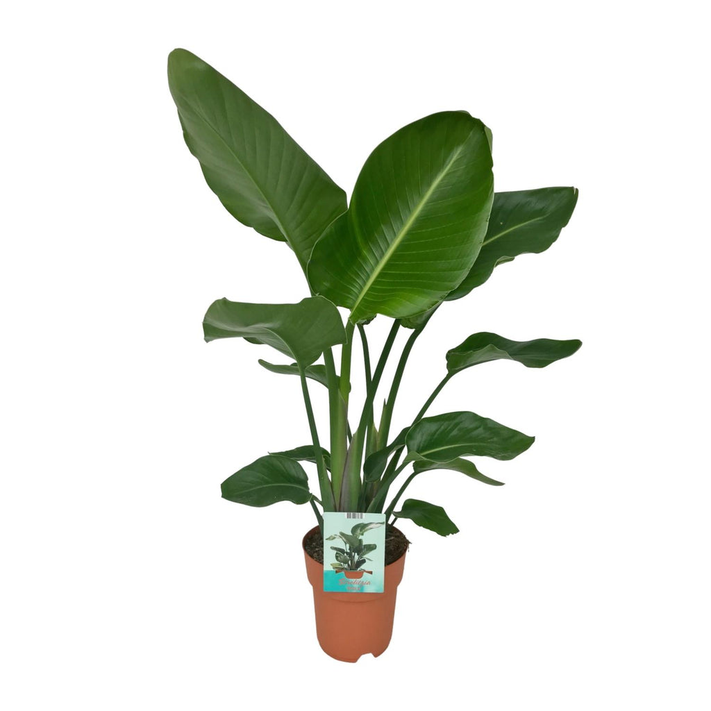 Strelitzia Nicolai - Paradijsvogelplant, plant in pot