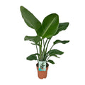 Strelitzia Nicolai - Paradijsvogelplant, plant in pot