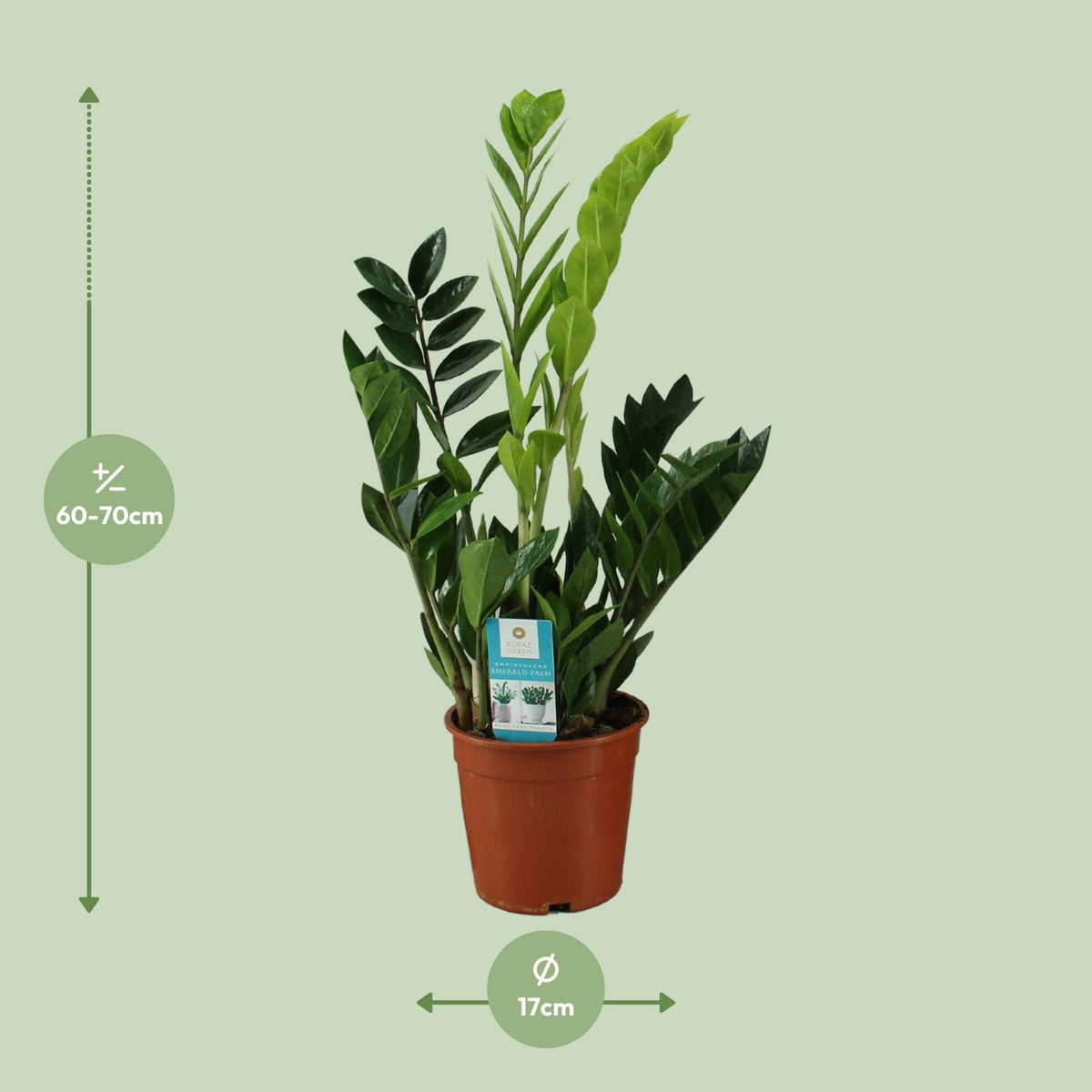 Detailfoto van Zamioculcas Zamiifolia