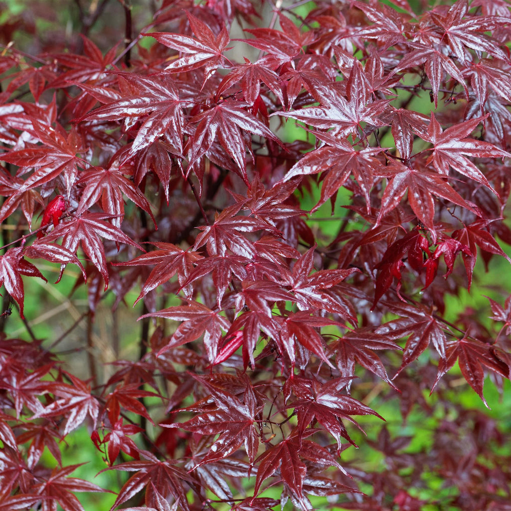 Acer palmatum Bloodgood, groene bladeren