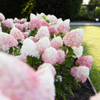 Pluimhortensia Living Pink & Rose, plant voor tuin en border