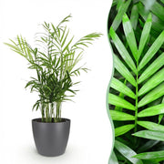 Chamaedorea elegans met grijze pot