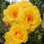 Rosa Spring Queen, groene bladeren