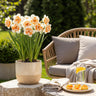 Narcis Replete