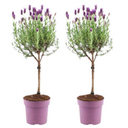 Lavandula stoechas Anouk® op stam