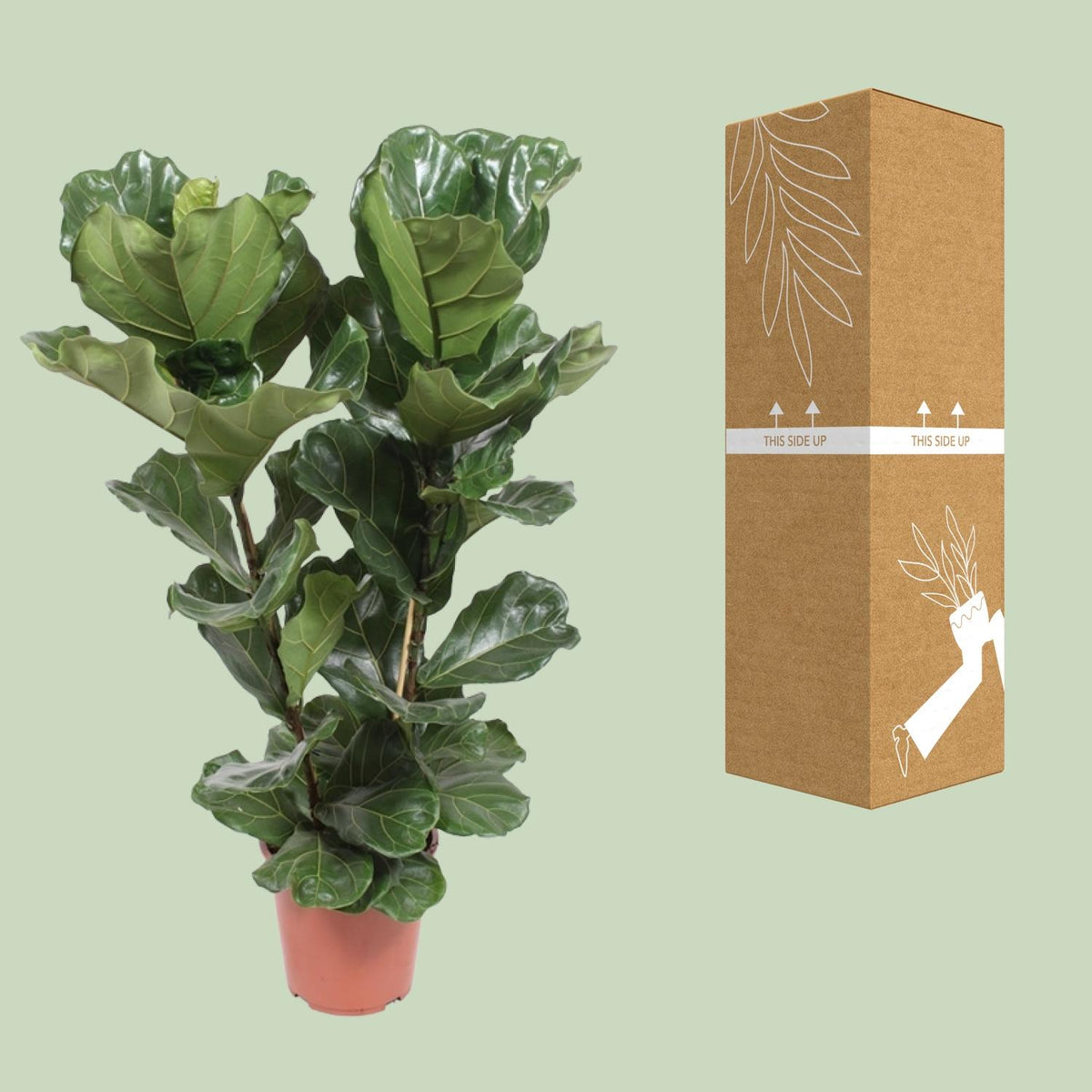 Detailfoto van Ficus Lyrata