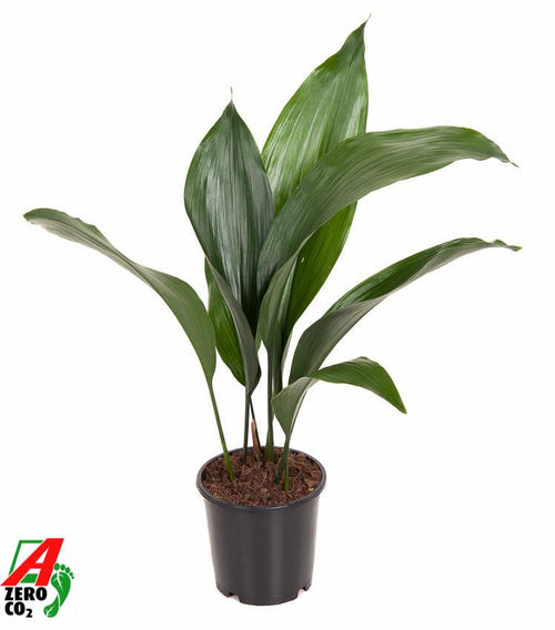 Productfoto van Aspidistra Elatior P13