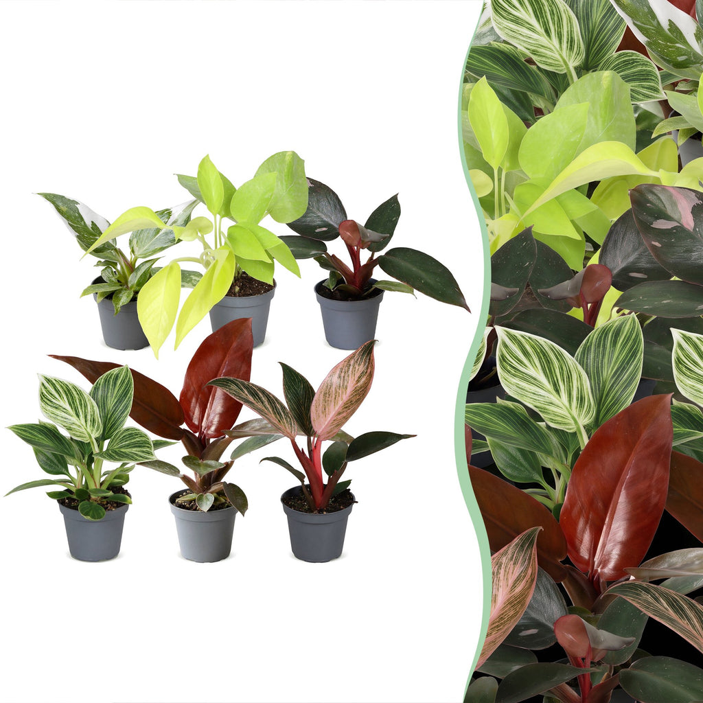 6x Baby Philodendron Family - Wit - Roze - Geel - Groen - Rood - Tropisch - Ø6cm - ↕10-15cm, plant in pot