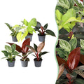 6x Baby Philodendron Family - Wit - Roze - Geel - Groen - Rood - Tropisch - Ø6cm - ↕10-15cm, plant in pot