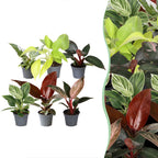 6x Baby Philodendron Family - Wit - Roze - Geel - Groen - Rood - Tropisch - Ø6cm - ↕10-15cm, plant in pot