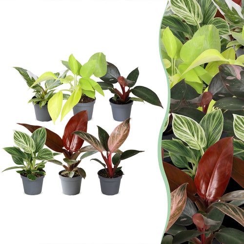 6x Baby Philodendron Family - Wit - Roze - Geel - Groen - Rood - Tropisch - Ø6cm - ↕10-15cm, plant in pot
