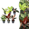 6x Baby Philodendron Family