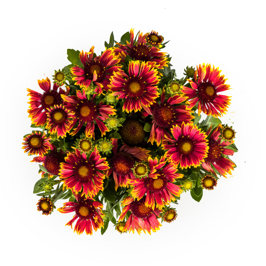 Productafbeelding van Pureplant