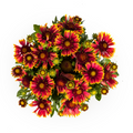 Productafbeelding van Pureplant
