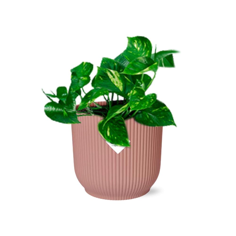 Detailfoto van Epipremnum Pinnatum ‘Aureum’ in ELHO Vibes Fold 14cm roze