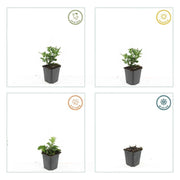 Aster ageratoides &