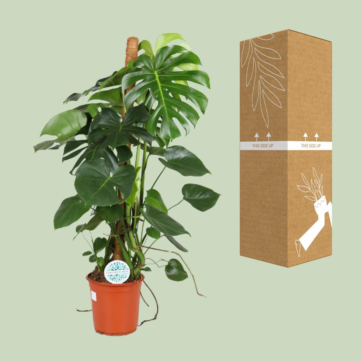 Detailfoto van Monstera Deliciosa