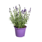8x Lavandula Angustifolia, plant in pot