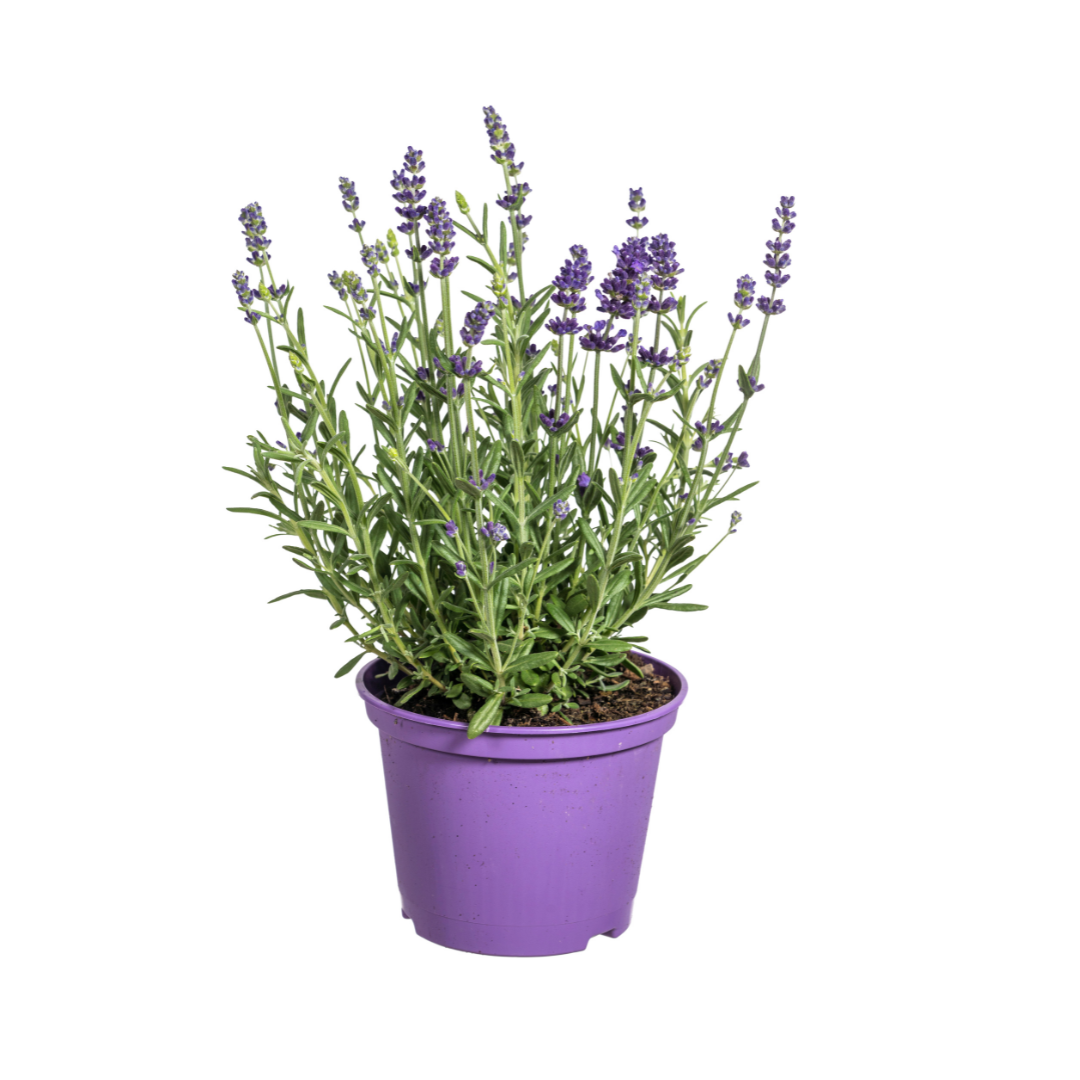 8x Lavandula Angustifolia, plant in pot