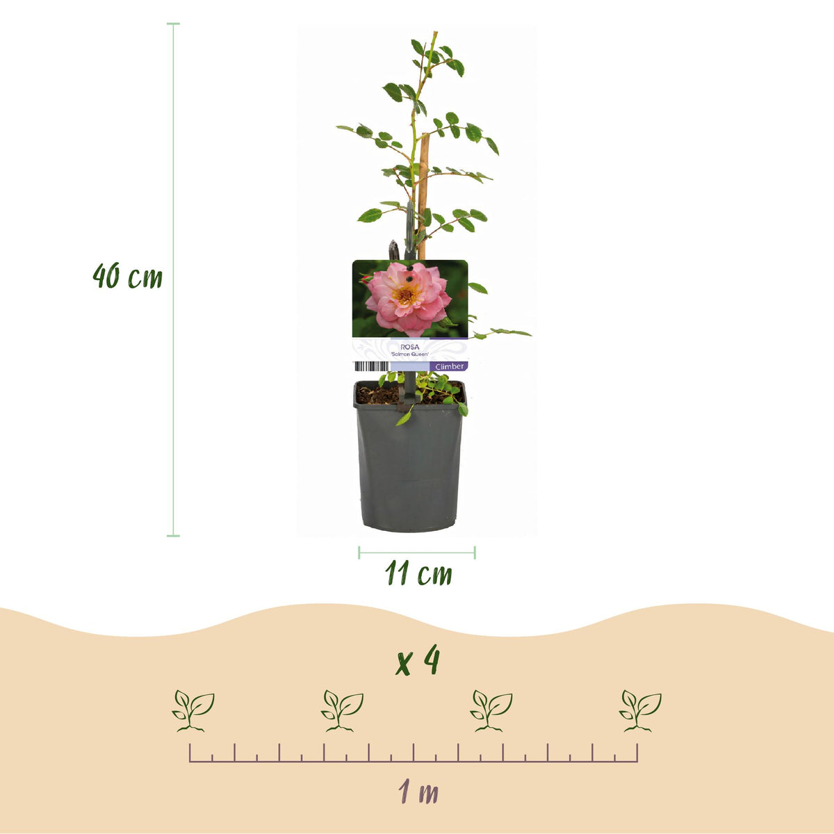 Rosa Salmon Queen, kenmerkend blad