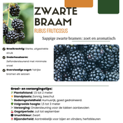 Zoete oogst trio, BIO fruitplanten mix van 3 soorten