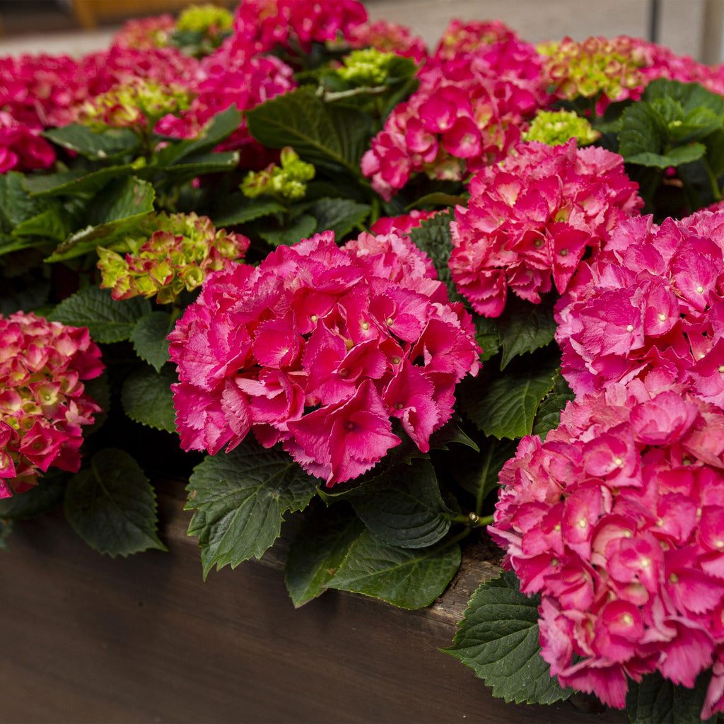 Bolhortensia rood, heester met rode bloembollen, plant in pot