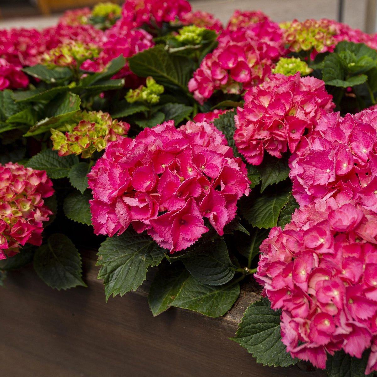 Bolhortensia rood, heester met rode bloembollen, plant in pot