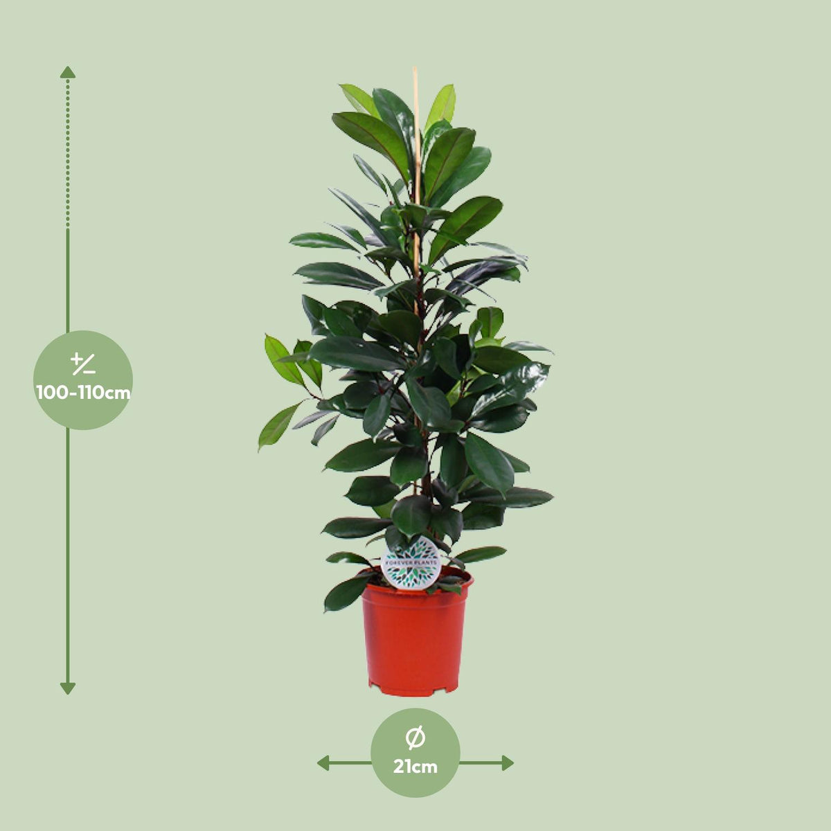 Ficus Cyathistipula, detail van het blad